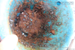 Great Pacific Garbage Patch 2018