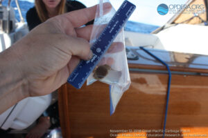 Great Pacific Garbage Patch 2018