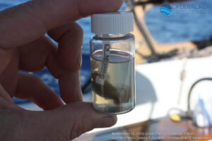 Great Pacific Garbage Patch 2018