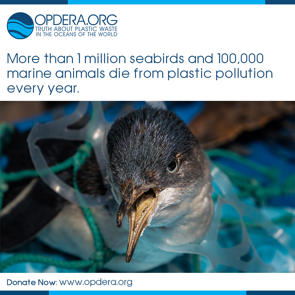 6 | opdera. Org | the truth about plastic waste in the world's oceans | marine animal death, plastic polution