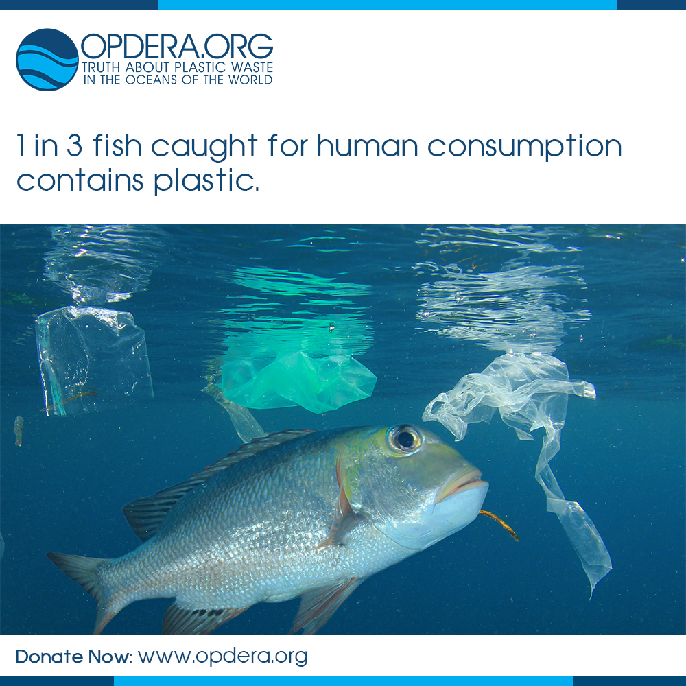 8 | opdera. Org | the truth about plastic waste in the world's oceans | fish contain plastic, microplastics, plastic pollution