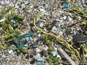 micro plastic, plastic waste, hawaii, ocean plastic, opdera