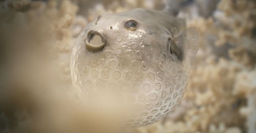 Plastic Marine Life | Opdera.org | The Truth About Plastic Waste In The World'S Oceans Plastic fish | opdera. Org | the truth about plastic waste in the world's oceans | marine life, microplastic, plastic pollution