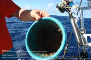 Coastal Species Living on Ocean Plastic