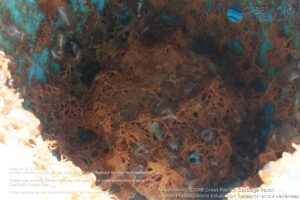 Coastal Species Living on Ocean Plastic