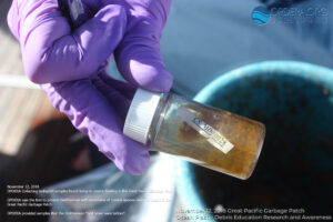 Coastal Species Living on Ocean Plastic