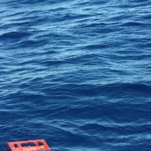 Coastal Species Living on Ocean Plastic