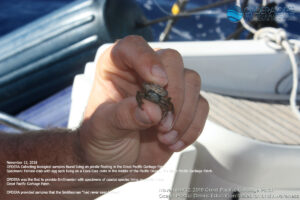 Coastal Species Living on Ocean Plastic