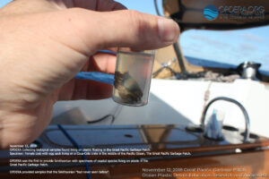 Coastal Species Living on Ocean Plastic